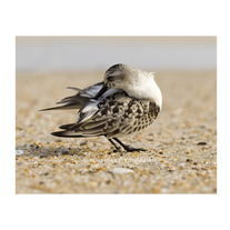 Assateague Sanderling 11x14