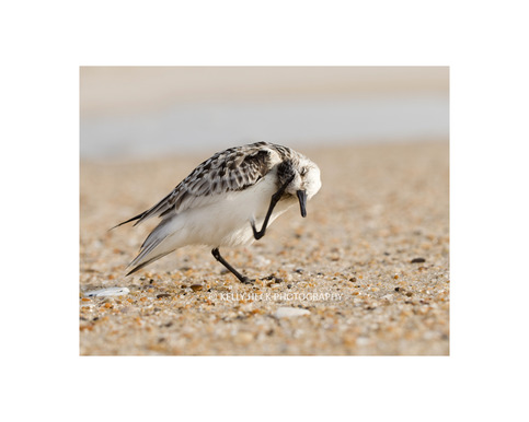 Assateague Sanderling 11x14