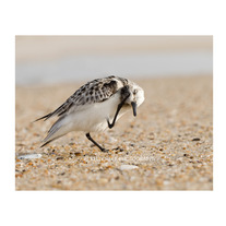 Assateague Sanderling 11x14