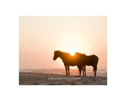 Assateague Island Ponies 11x14