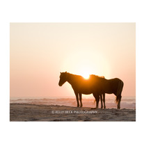 Assateague Island Ponies 11x14