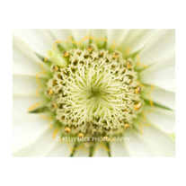 Zinnia Bloom 11x14