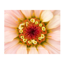 Zinnia Bloom 11x14