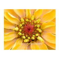 Zinnia Bloom 11x14