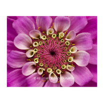 Zinnia Bloom 11x14