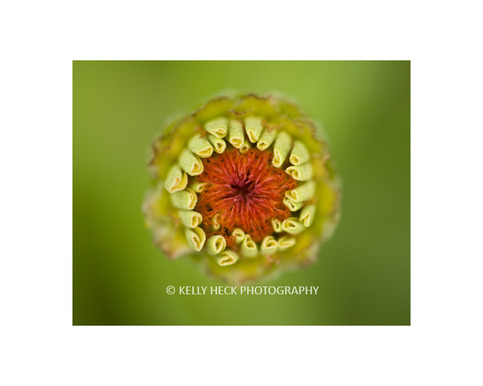 Zinnia Bloom 11x14