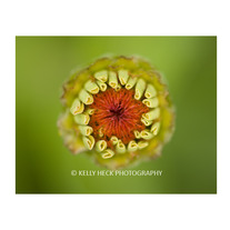 Zinnia Bloom 11x14