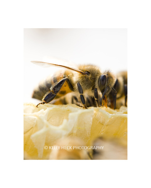 Honey Bee 11x14