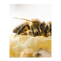 Honey Bee 11x14