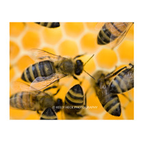 Honey Bees 11x14