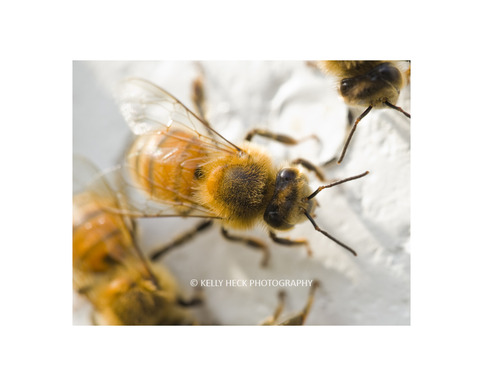 Honey Bees 11x14