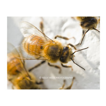 Honey Bees 11x14