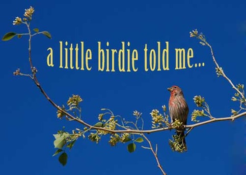 A Little Birdie Told Me