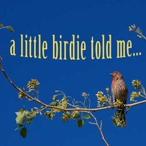 A Little Birdie Told Me