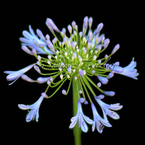 Blue Petal Flower the 2nd