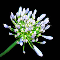 Blue Petal Flower