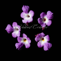 Purple Flowers Five