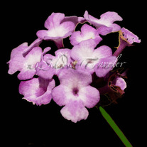 Purple Flowers Ten