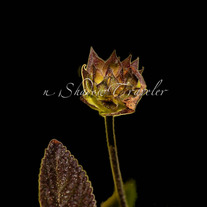 Red Gold Spiky