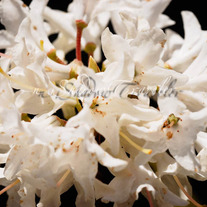 White Heavy Petal