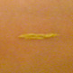 Gold Medal Eye Light (Vegan) - Thumbnail 1
