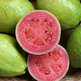Guava_fruit_small