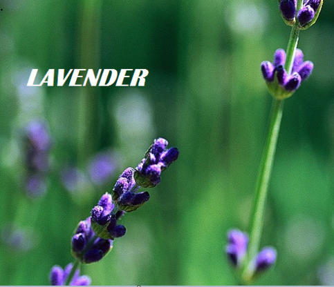 Lavender_20better33_large