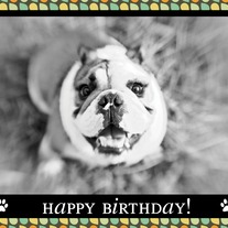 Amelia Greetings- Happy Birthday!