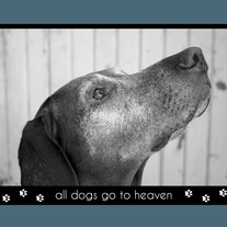 Amelia Greetings- All dogs go to heaven
