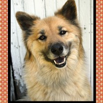 Amelia Greetings- Smile... dogs love you!
