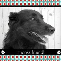Amelia Greetings- Thanks Friend