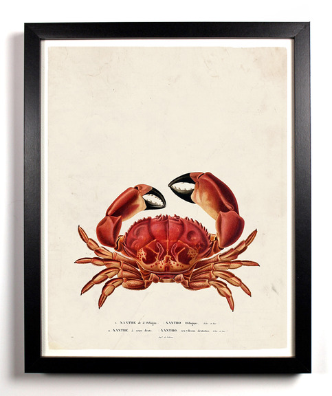 Crab_20on_20vintage_20paper_large