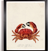 The Big Red Crab Vintage Giclee series 8 x 10