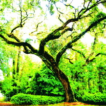 Oldest_tree_medium