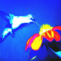Hummingbird_2_medium