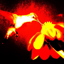 Hummingbird_1_medium