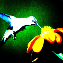 Hummingbird_3_medium