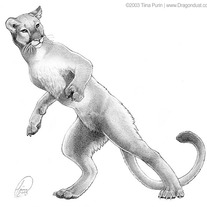 "Florida Panther" Print