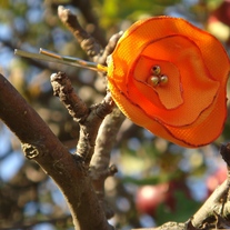 Outrageous Orange Blossom Bobbies
