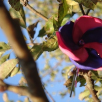 Pretty Plumeria Bobby: Upcycled Pink and Purple Bobby Pin