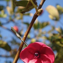 Pretty Plumeria Bobby: Upcycled Petite Pink Bobby Pin