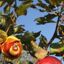 Autumn Blaze: Orange, Red and Yellow Upcycled Tshirt Hair Clip