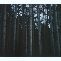 Print- Forest Fujiroid