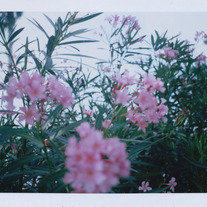 Print- Flower Fujiroid