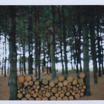Print- Logs Fujiroid