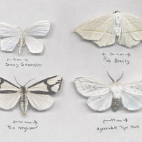 Print- Moth