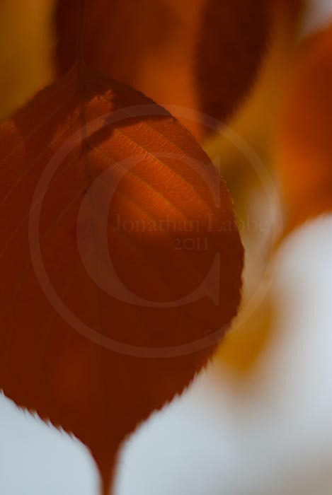 Autumn-13_large