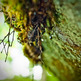 Green-2_20copy_small