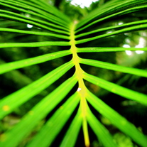 Fern_medium