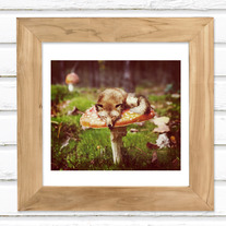 Mushroom Dreams - Luster Photo Print 8x7
